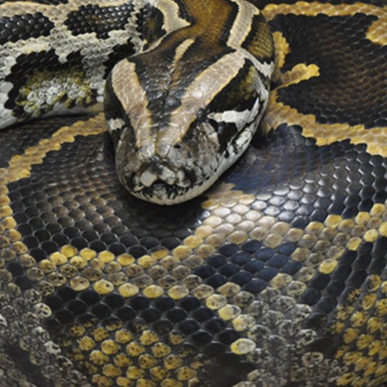 Species Python Burmese