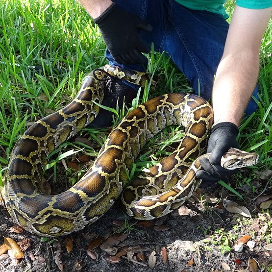 Biologist holds a python